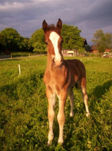 Meisterhof's Meteor Meisterhof's Meteor